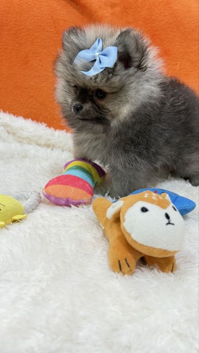 Lulu da Pomerânia Micro Miniatura com Lop e Afixo