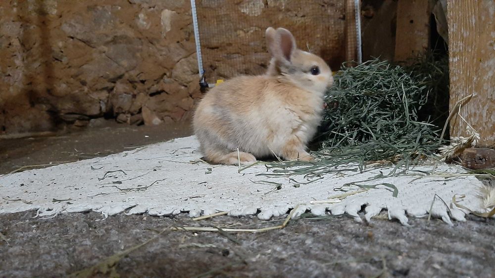 Coelho Angorá anão