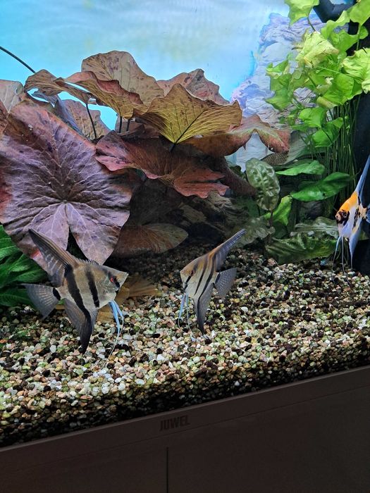 Skalary11 szt.duze i zdrowe.