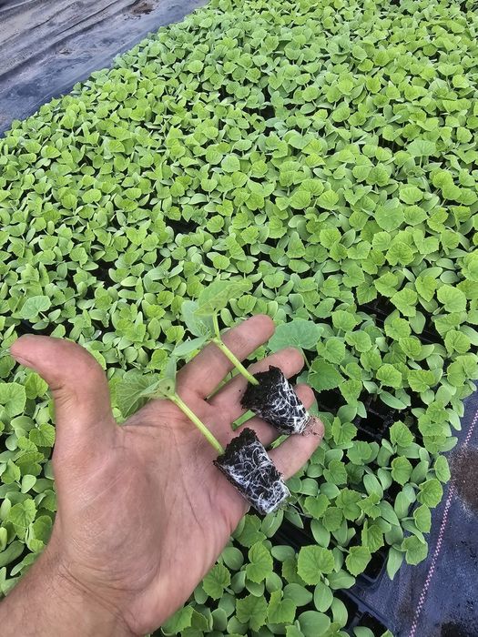 Rozsada ogorka gruntowego/polnego dowoz gratis