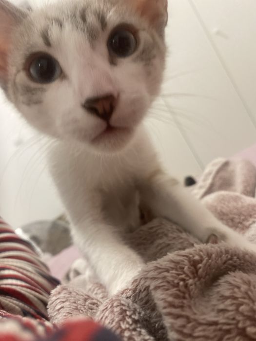 Procura-se familia cheia de amor para estes dois gatinhos