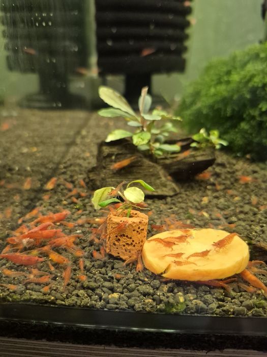 Krewetki Red Cherry
