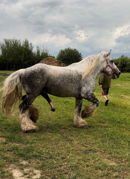 Жереб Першерон Вʼязка