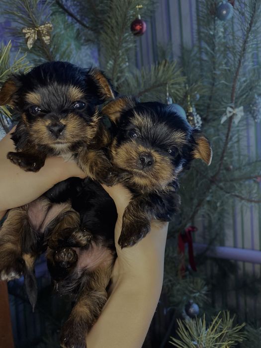 Цуценята йоркширський терʼєр