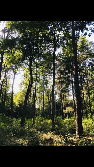 Działka budowlana Ostrów Mazowiecka - Widok 3