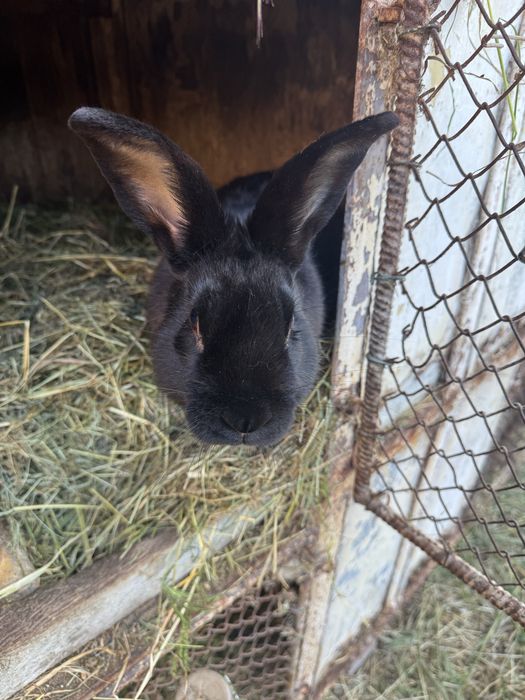 Króliki waga 2,5kg do 3,8kg