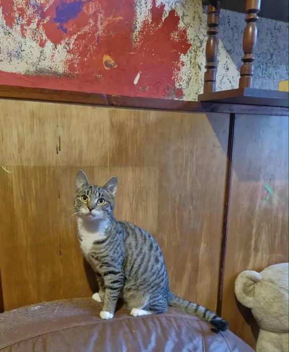 Kociaki do adopcji - razem lub osobno