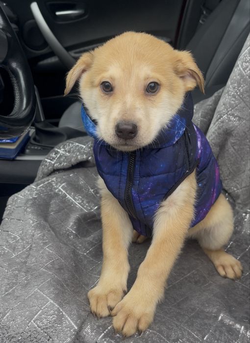 Цуценятка в добрі руки