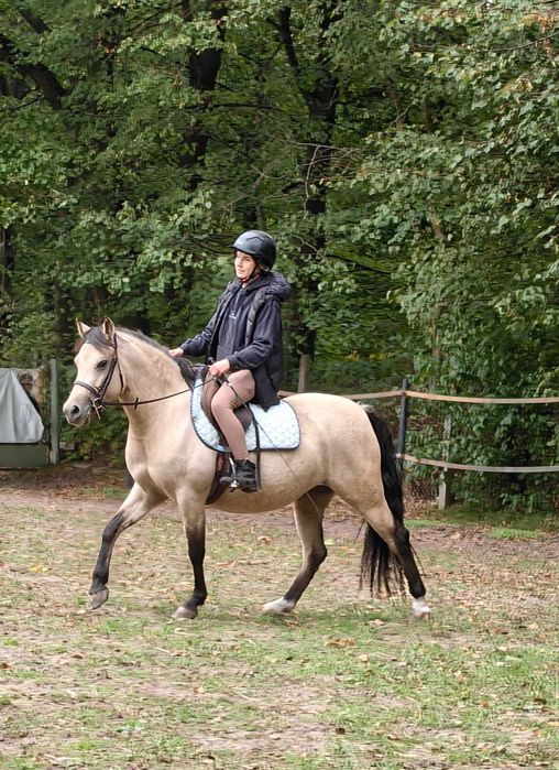 Klacz kucyk Warszawa waijska / huculska
