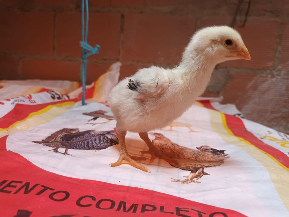 Pintainhos polaco/indio gigante  Brasileiro