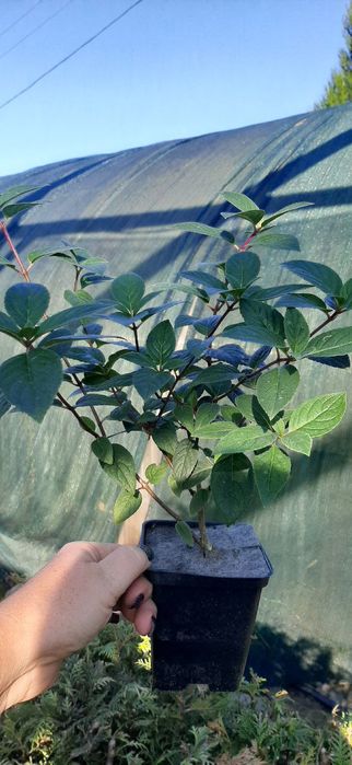 Гортензії в асортименті дворічні