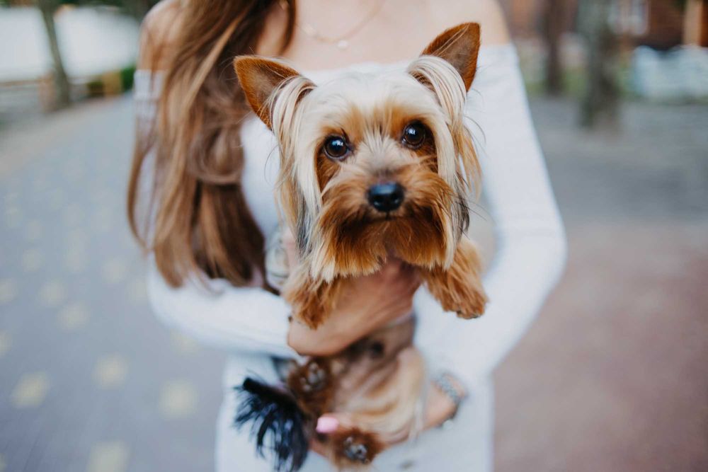 Здається двомісний номер Standard Double у заміському комплексі