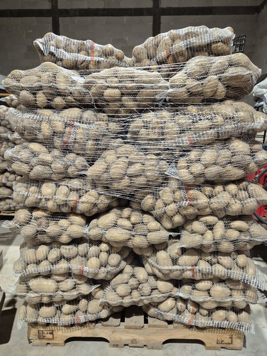 ziemniaki jadalne katania