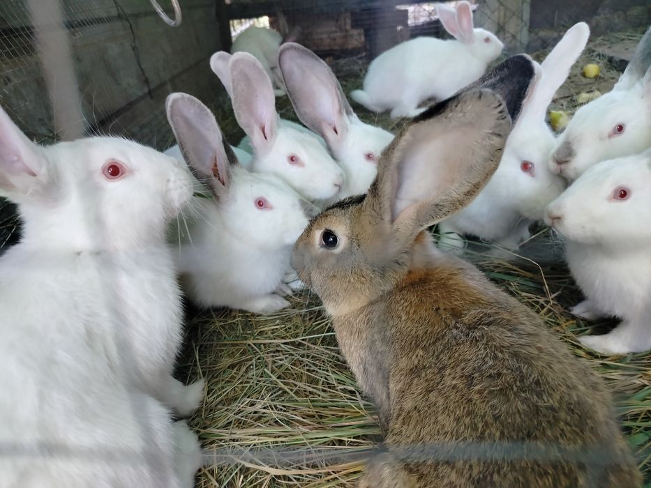 Продам  кроликов