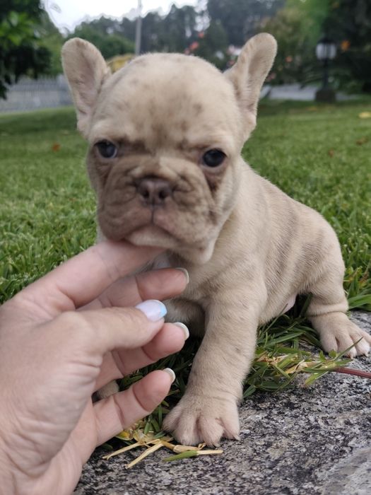 Bulldog Isabella Merle