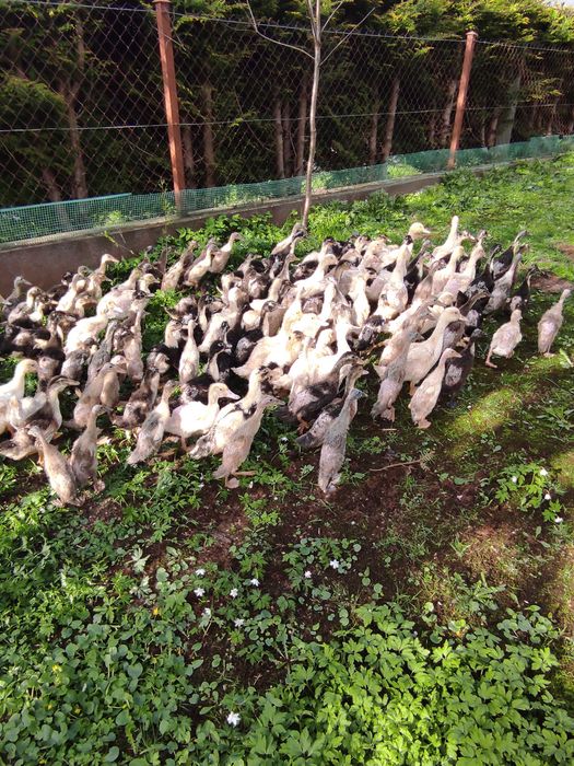 Kaczki Brojler 5 tygodniowe