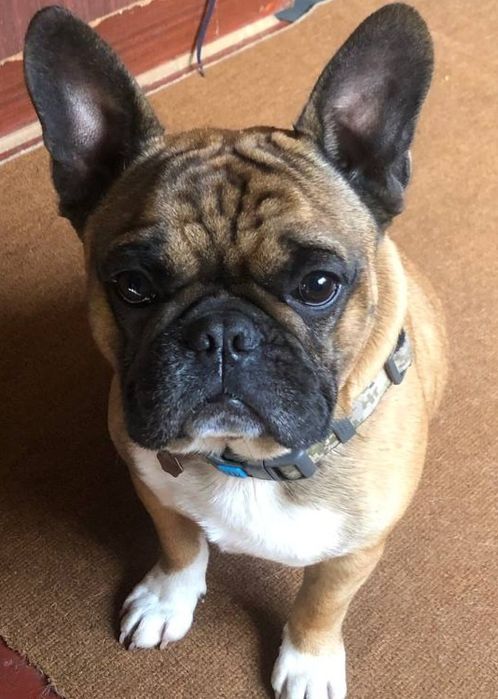 Французький  бульдог