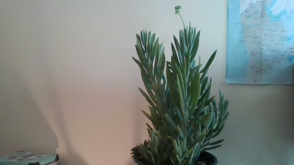 Linda planta SUCULENTA "Senecio ficóides" Mount Everest - c/vaso verde