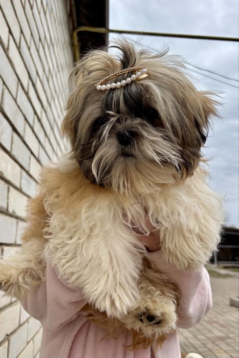 Продам хлопчиків ши-тцу