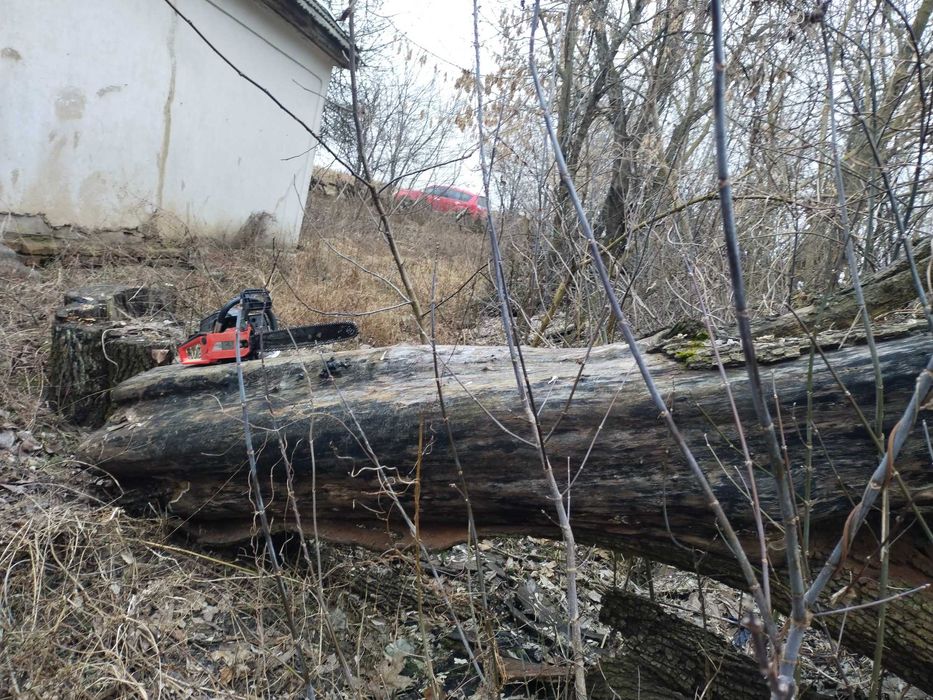 Стовбур груші під слеби