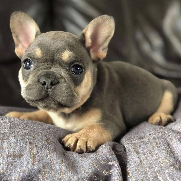 Малиш французік блакитний ,