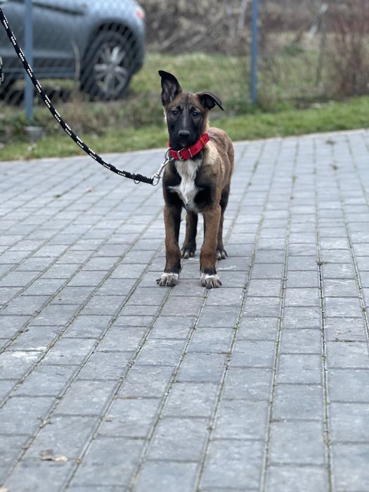 Owczarek belgijski szczeniak