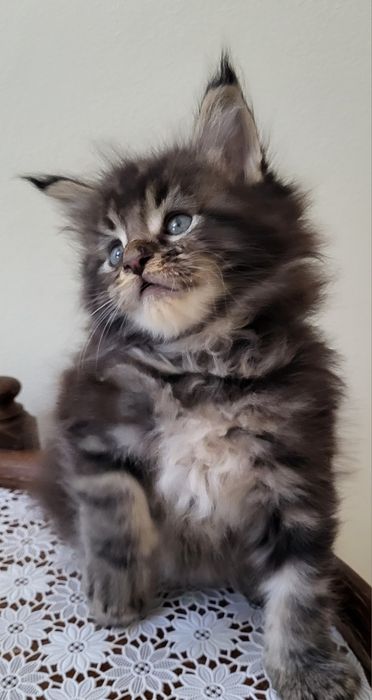 Kocurek rasy Maine Coon z prawdziwym rodowodem