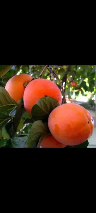 Сажпнці Хурми Сажанці Черешні