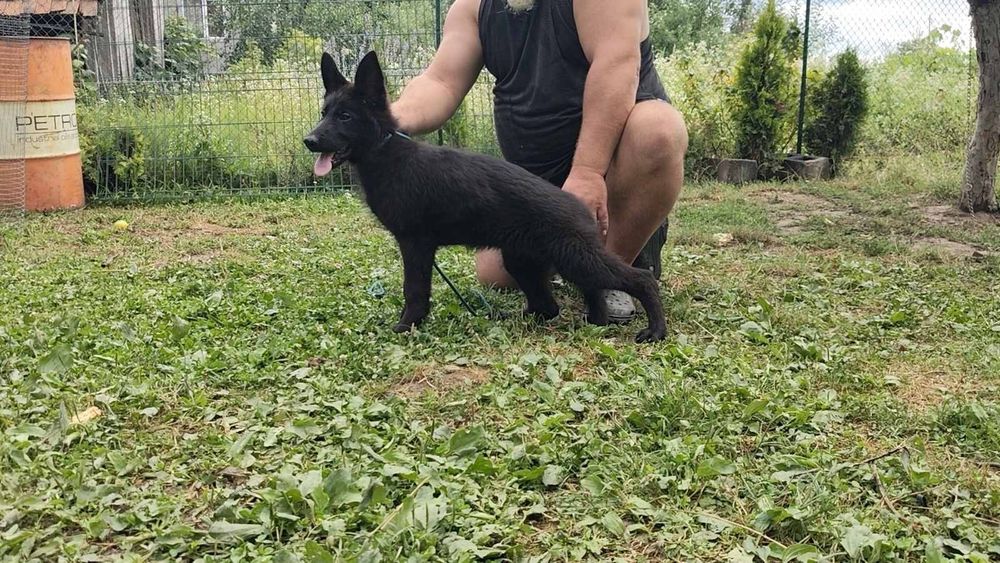 Цуцики чорного окрасу