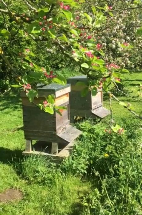 Pszczoły, rodziny pszczele na ramkach wielkopolskich