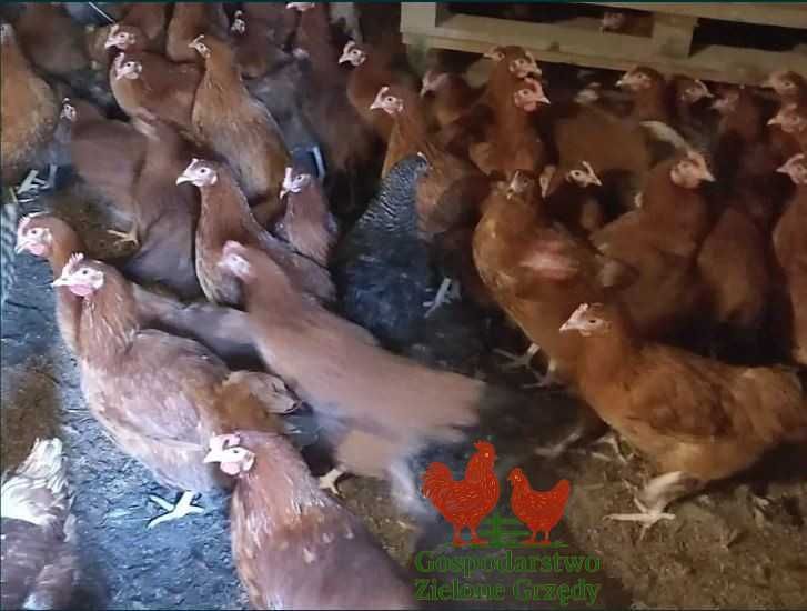 Kury nioski młode Rosa Leghorn Dominant DOSTAWA gratis