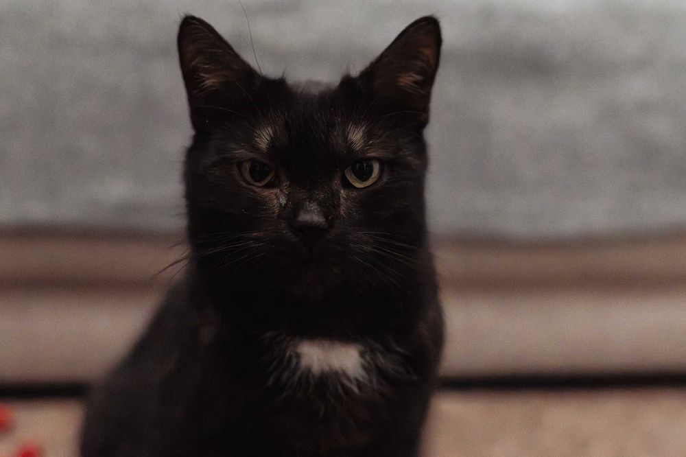 Luna - kotka do adopcji