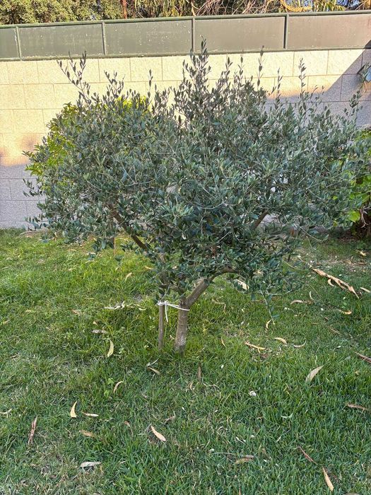 Oliveira de jardim
