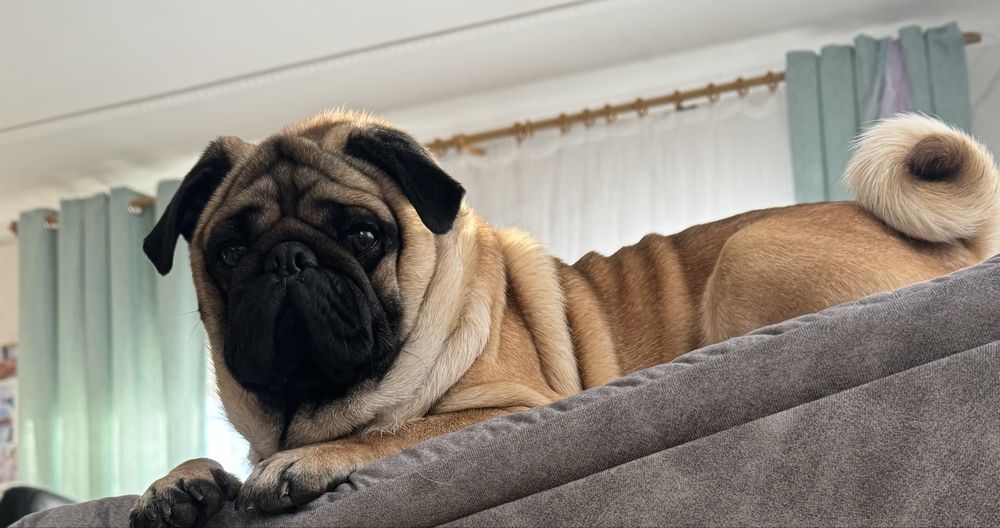 Мопсята ,доставка по району