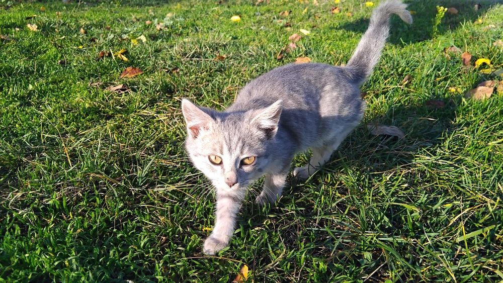 Віддам в добрі руки кішечок