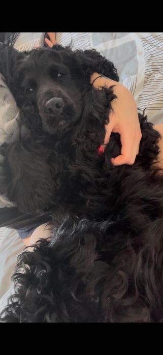 Spaniel do Adopcji