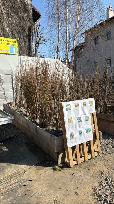 Drzewka Owocowe - Spichlerz Radymno