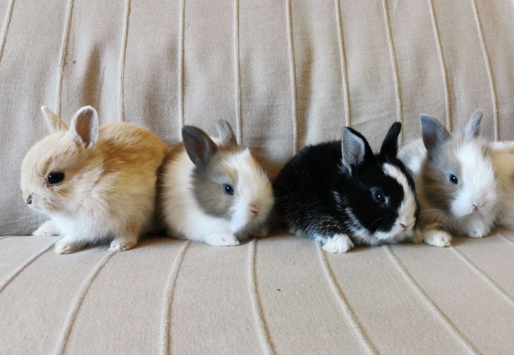 KIT Coelhos anões mini holandês/angorá/teddy super fofos