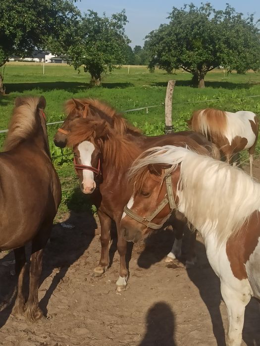 Kucyki, klacze, ogierki, rodzina