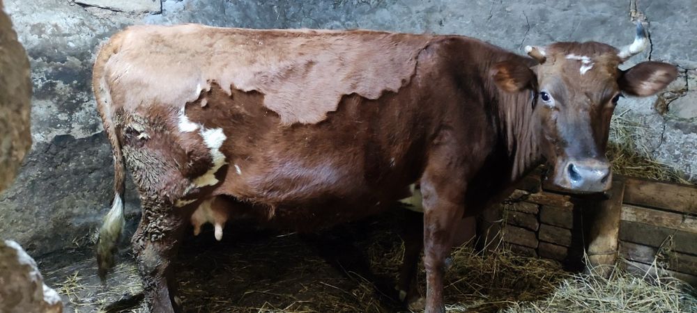 Продам корову на хозяйство