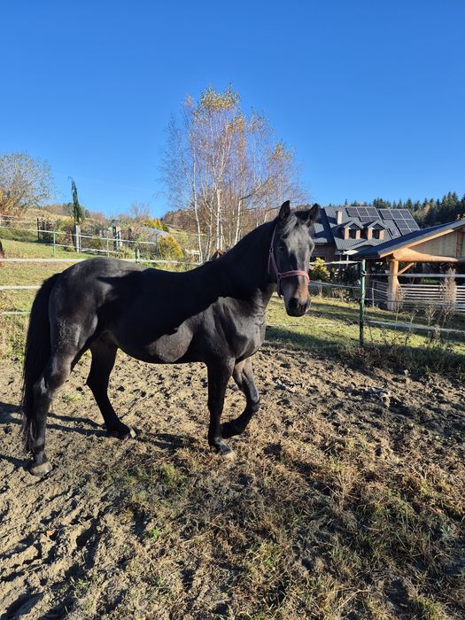 Wałach półfryzyjski