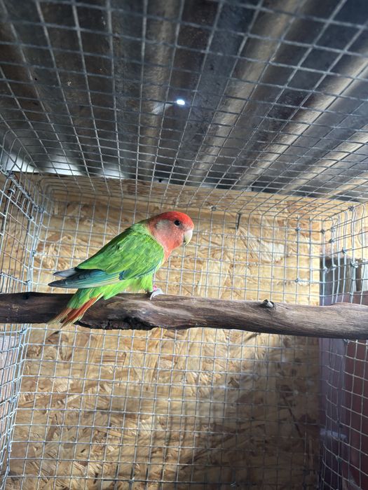 Roseicollis macho Longfeather 2024