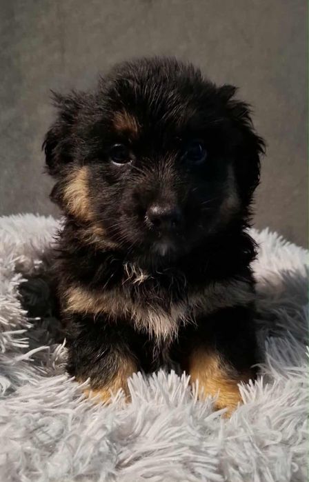 Misio szczeniak slodziak