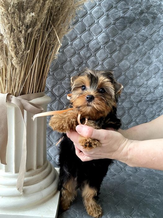 Йорки неймовірні