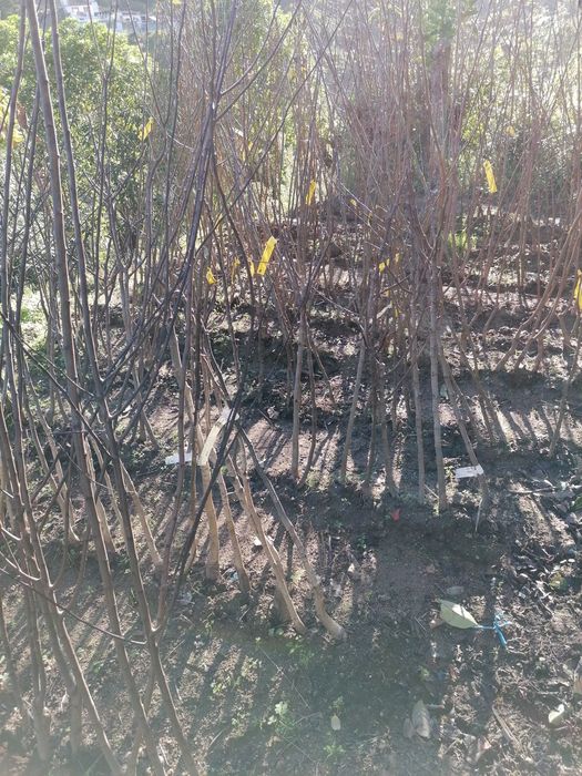 Árvores de fruto de excelência