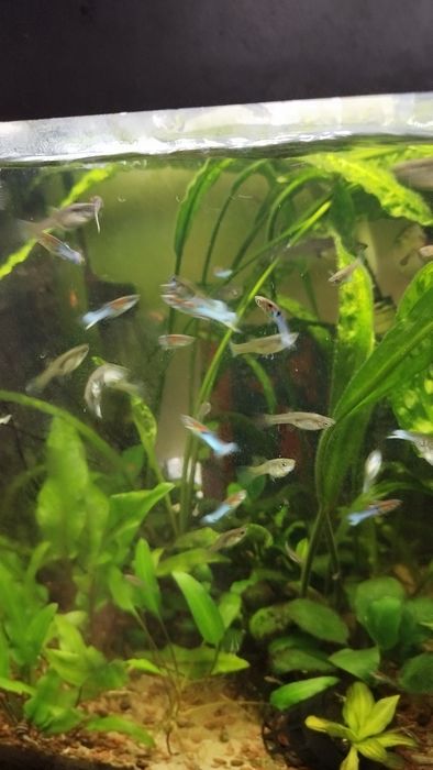 Gupiki endlera blue japan