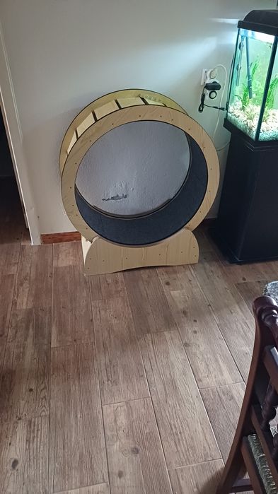 Roda exercícios gato