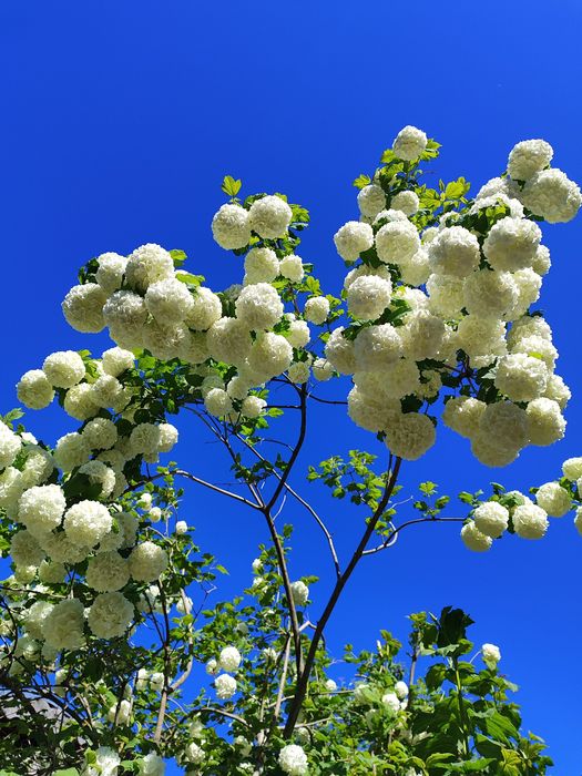 Калина Бульденеж