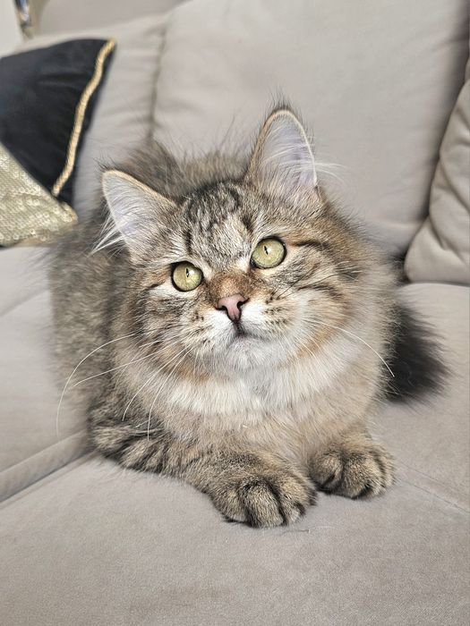 Piękny kocurek syberyjski