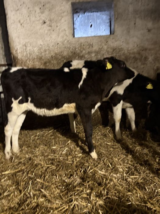 Jałówki (odsadki, cielaki)